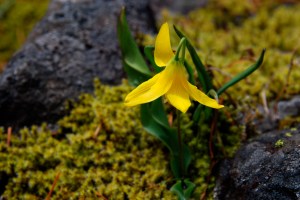 Glacier Lily