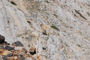 Indignant Mountain Goats