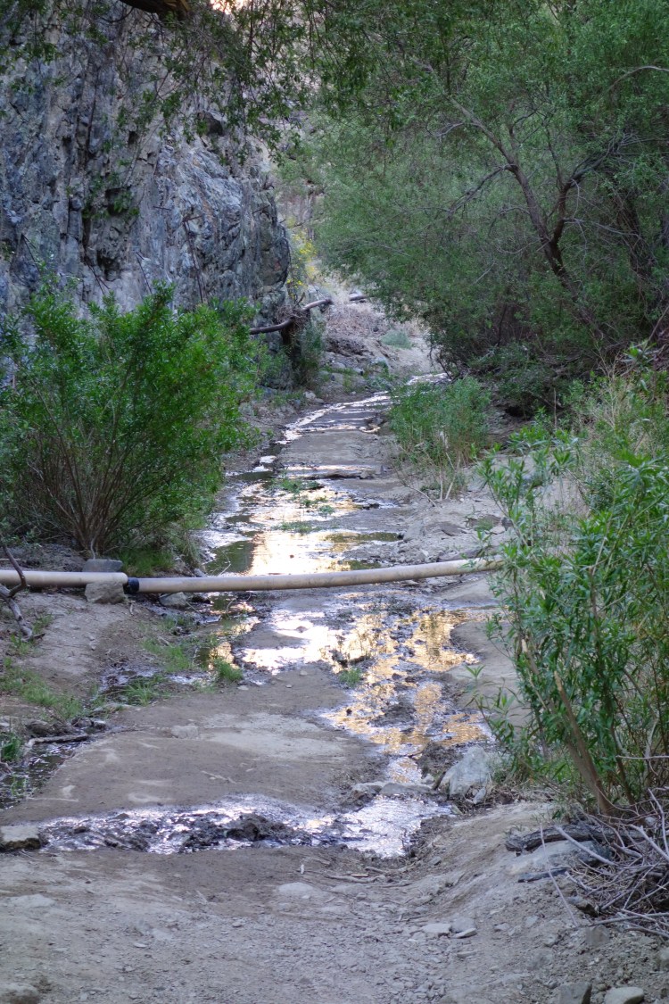 darwin creek