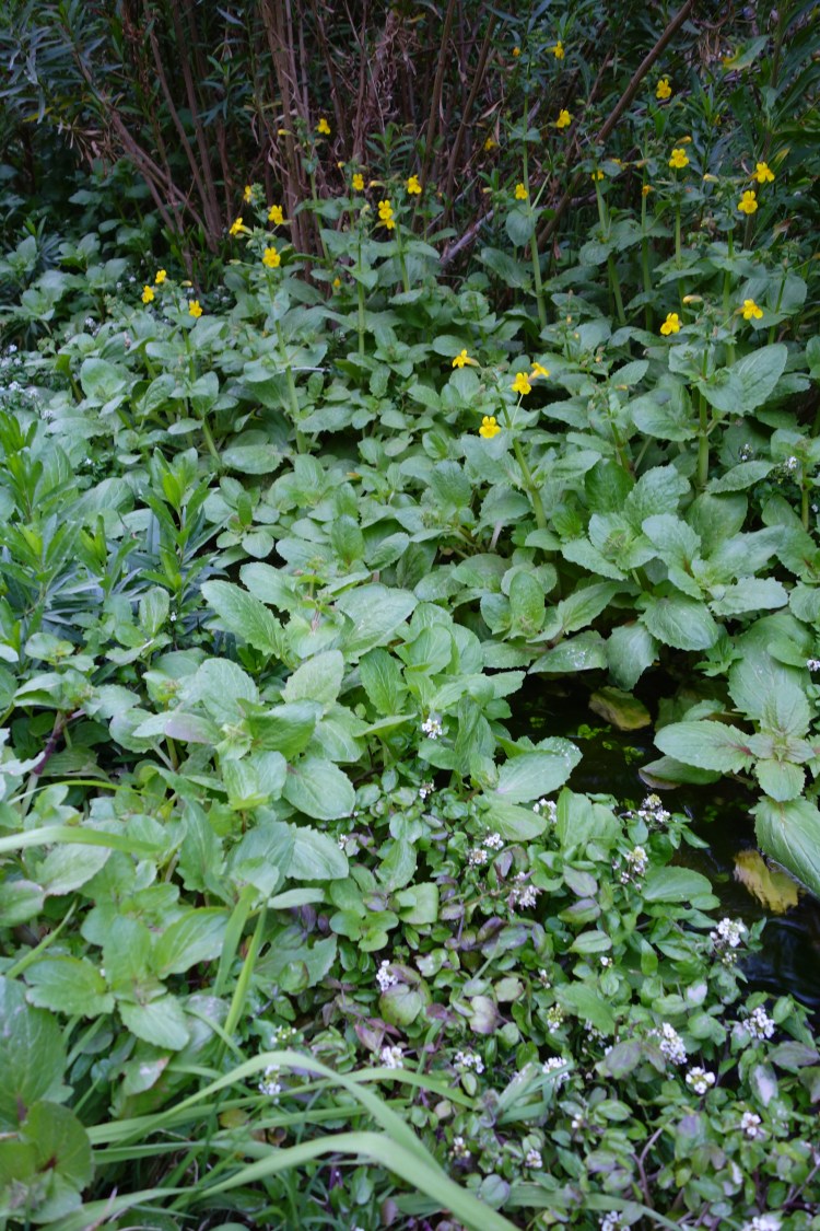 darwin creek death valley
