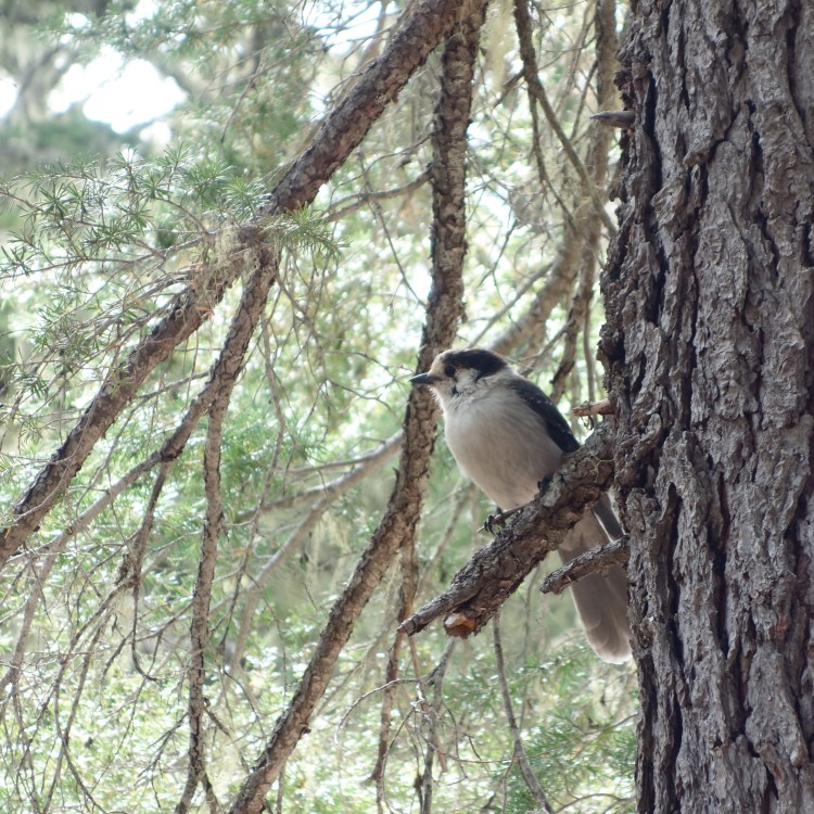 29463451102_cc16ed06bd_o