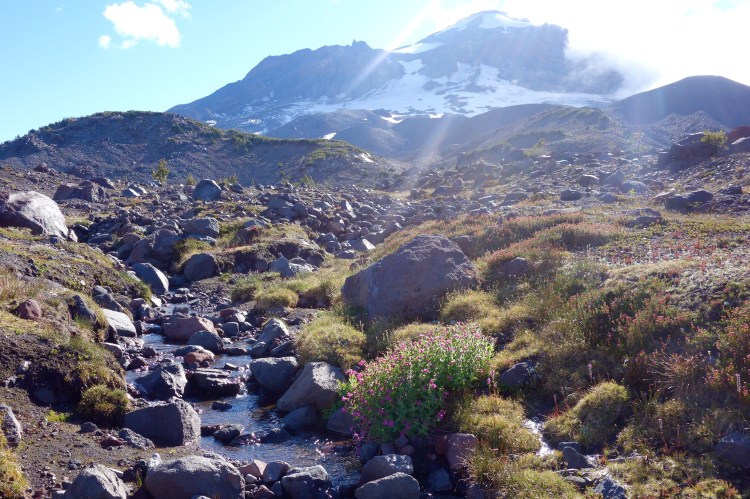 29493494801_453a2fda0b_o